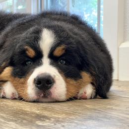 Bernese Mountain Dog and Pembroke Welsh Corgi Puppies from Highland Meadows