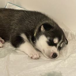 Siberian Husky Puppies from Husky Love and Pups