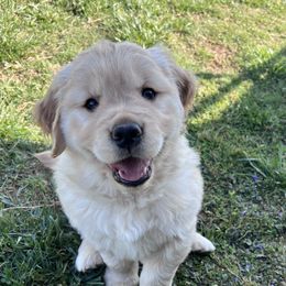Purple 10 - Golden Golden Retriever puppy in Mills River, North Carolina from Appalachian Dog Training LLC