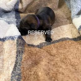 A1-6 Sable Girl (RESERVED) - Sable female German Shepherd puppy in Lincoln, California from Valor-K9s