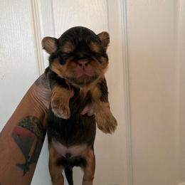 Boy 1 - Chocolate and tan male Shih Tzu puppy in Manahawkin, New Jersey from Lilly’s Seashore Shih Tzus