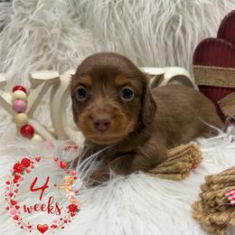AKC - Hidden Dapple Chocolate and Tan - Chocolate and tan female Dachshund puppy in Cottonwood, California from Circle C Farm