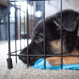 German Shepherd Puppies from Hutchens German Shepherds - Kennel and Training