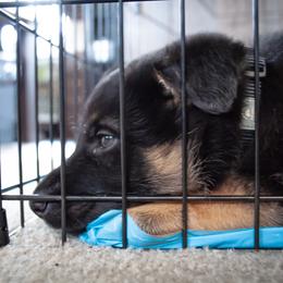 German Shepherd Puppies from Hutchens German Shepherds - Kennel and Training