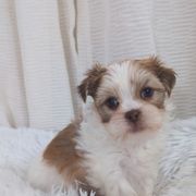 Shih Tzu, Shorkie, Yorkipoo, and Yorkshire Terrier Puppies from Little Rascal Ranch
