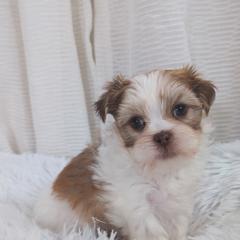 Shih Tzu, Shorkie, Yorkipoo, and Yorkshire Terrier Puppies from Little Rascal Ranch