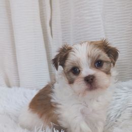 Shih Tzu, Shorkie, Yorkipoo, and Yorkshire Terrier Puppies from Little Rascal Ranch