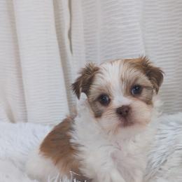 Shih Tzu, Shorkie, Yorkipoo, and Yorkshire Terrier Puppies from Little Rascal Ranch