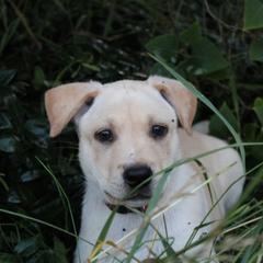 Carolina Dog Puppies from Williams Sweet Carolina