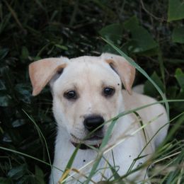 Carolina Dog Puppies from Williams Sweet Carolina