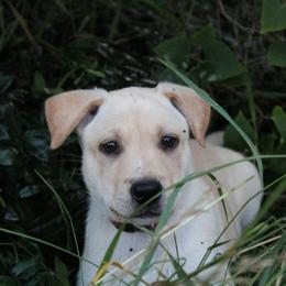 Carolina Dog Puppies from Williams Sweet Carolina