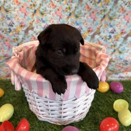 Girl 1 - female German Shepherd puppy in Pelzer, South Carolina from Lisa's Canines