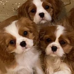 Cavalier King Charles Spaniels and Tibetan Spaniels from Chadwick Cavaliers