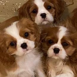 Cavalier King Charles Spaniels and Tibetan Spaniels from Chadwick Cavaliers