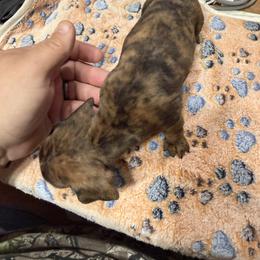 Dachshund Puppies from Witchy Woman’s Wiener’s