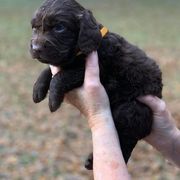 Boykin Spaniel Puppies from Flyin W Boykins