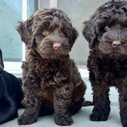 Australian Labradoodle Puppies from Sun Canyon Australian Labradoodles
