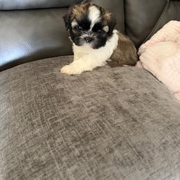 Shaq - Brindle and white male Shih Tzu puppy in Centralia, Illinois from Niepoetter Shih Tzus