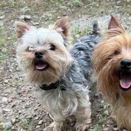 Yorkshire Terriers from Hartzell Yorkies