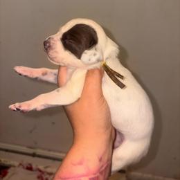 Envy - White and liver brown female Dalmatian puppy in Toledo, Ohio from Exquisite Dalmatians & Standard Poodles