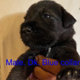 Dk. Blue collar - Pepper and salt male Standard Schnauzer puppy in Hickory Creek, Texas from Dragos Kennel