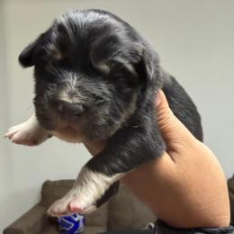 Mittens - Black tri male Miniature American Shepherd puppy in Prunedale, California from 4MLA STABLES