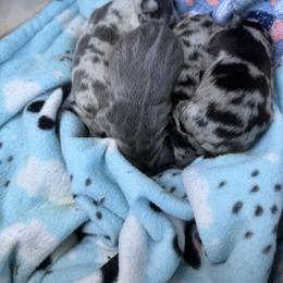 French Bulldog Puppies from Fishie's Frenchies