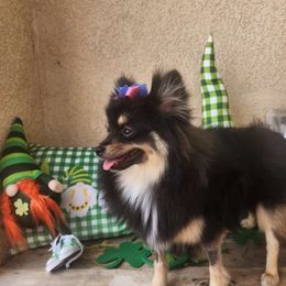 Zumi - Pomeranian