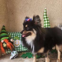 Zumi - Pomeranian