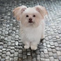 Sunshine Mi-Ki's Bo - White male Mi-Ki puppy in Fort Myers Beach, Florida from Sunshine Mi-Ki's