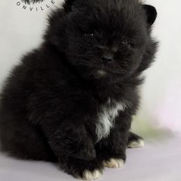 Shadow - Black male Pomeranian puppy in Fultonville, New York from Sandy Aussies & Pomeranians