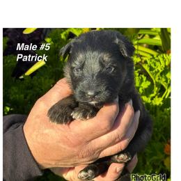 Patrick - Black and red male German Shepherd puppy in Hesperia, California from Von Geesa