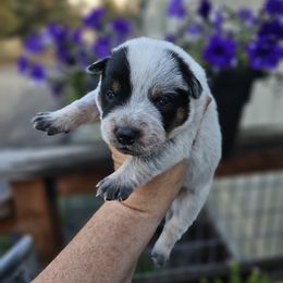 Australian Cattle Dog Puppies from Lakota Australian Cattle Dogs