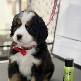 Bernese Mountain Dog and Cavalier King Charles Spaniel Puppies from Kiss A Doodlez