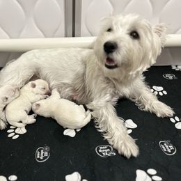 West Highland White Terrier Puppies from Our Westies 2