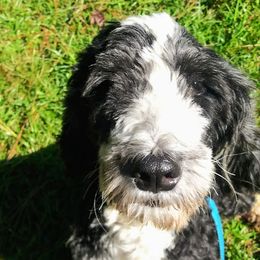 Sasha - Bernedoodle