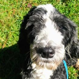 Sasha - Bernedoodle