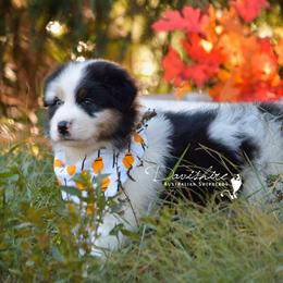 Australian Shepherd Puppies from Davishire Australian Shepherd