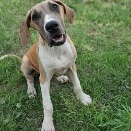 Aspen - Merle female Great Dane puppy in Cunningham, Kansas from Garden Grove Great Danes