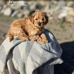 Goldendoodle and Poodle Puppies from Country Trail Pups