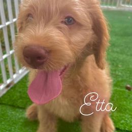 Double Doodle Puppies from Magnolia & Finn Doodles