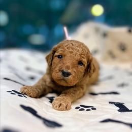 Radagast - Red  male Goldendoodle puppy in Pittsburg, Texas from Grace Springs Goldendoodles