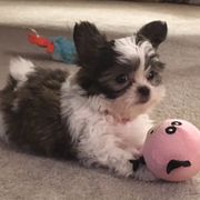 Mi-Ki Puppies from Mi-Kis of OZ