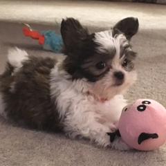 Mi-Ki Puppies from Mi-Kis of OZ