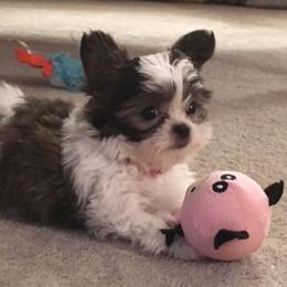 Mi-Ki Puppies from Mi-Kis of OZ