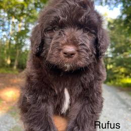 Rufus - Chocolate male Goldendoodle puppy in New Ringgold, Pennsylvania from Hawk Mountain Doodles
