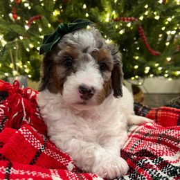 Millie - Blue merle female Bernedoodle puppy in Fort Gibson, Oklahoma from Waggle Doodles