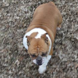 Macy - Bulldog