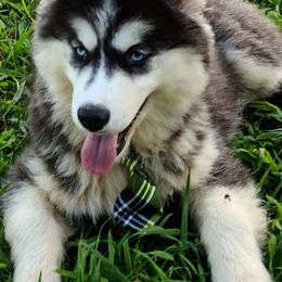 Siberian Huskies from Snow King Huskies Kennels