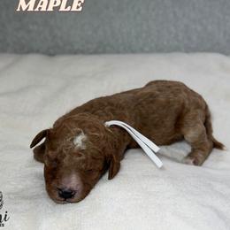 Maple - Red  male Goldendoodle puppy in Palmetto Bay, Florida from SOMIDOODLES